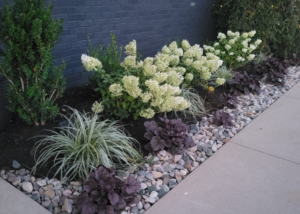 Dark painted brick house with hyydrangeas fall feather grass deep coral bell plant combination green tower boxwood crushed river rock border dark brown fine mulch landscape design Auburn Indiana